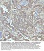 Anti-beta I Tubulin TUBB1 Rabbit Monoclonal Antibody