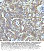 Anti-beta I Tubulin TUBB1 Rabbit Monoclonal Antibody