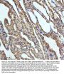 Anti-beta I Tubulin TUBB1 Rabbit Monoclonal Antibody