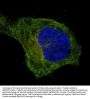 Anti-beta I Tubulin TUBB1 Rabbit Monoclonal Antibody
