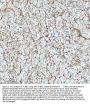 Anti-beta I Tubulin TUBB1 Rabbit Monoclonal Antibody