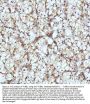 Anti-beta I Tubulin TUBB1 Rabbit Monoclonal Antibody