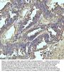 Anti-beta I Tubulin TUBB1 Rabbit Monoclonal Antibody