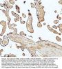 Anti-beta I Tubulin TUBB1 Rabbit Monoclonal Antibody