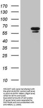 Anti-GCNF (NR6A1) Mouse Monoclonal Antibody [Clone ID: OTI6F3]