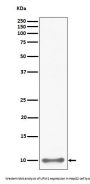 Anti-UFM1 Rabbit Monoclonal Antibody
