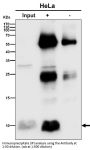 Anti-UFM1 Rabbit Monoclonal Antibody