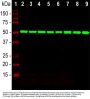 Anti-Beta-tubulin TUBB4A Monoclonal Antibody