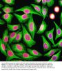 Anti-Beta-tubulin TUBB4A Monoclonal Antibody