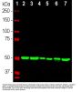 Anti-Beta-tubulin TUBB4A Monoclonal Antibody