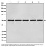 Anti-beta Tubulin Mouse Monoclonal Antibody