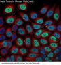 Anti-beta Tubulin Mouse Monoclonal Antibody