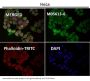 Anti-beta Tubulin Rabbit Monoclonal Antibody