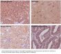 Anti-beta Tubulin TUBB Rabbit Monoclonal Antibody