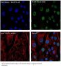 Anti-beta Tubulin TUBB Rabbit Monoclonal Antibody