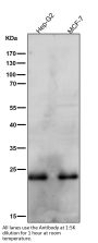Anti-Rab9 RAB9A Rabbit Monoclonal Antibody