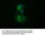 Anti-TUBB2B Mouse Monoclonal Antibody [Clone ID: OTI6D11]