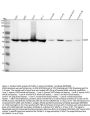 Anti-Flotillin 1 FLOT1 Rabbit Monoclonal Antibody