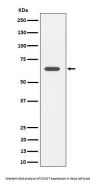 Anti-SOCS7 Rabbit Monoclonal Antibody