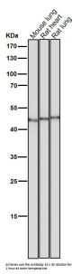 Anti-Flotillin 2 FLOT2 Rabbit Monoclonal Antibody