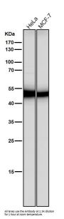 Anti-Flotillin 2 FLOT2 Rabbit Monoclonal Antibody