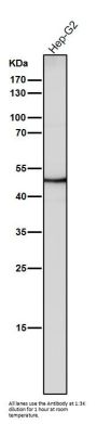 Anti-Flotillin 2 FLOT2 Rabbit Monoclonal Antibody