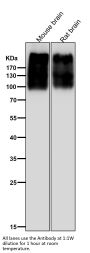 Anti-mGluR2 GRM2 Rabbit Monoclonal Antibody