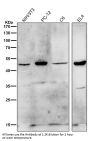 Anti-HDAC11/Histone Deacetylase 11 Rabbit Monoclonal Antibody