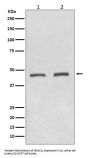 Anti-HDAC11/Histone Deacetylase 11 Rabbit Monoclonal Antibody