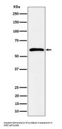 Anti-Syndecan 3 Rabbit Monoclonal Antibody