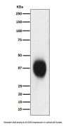 Anti-CD53 Monoclonal Antibody