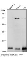 Anti-TWEAKR Rabbit Monoclonal Antibody