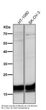 Anti-TWEAKR Rabbit Monoclonal Antibody