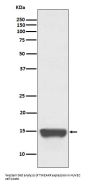 Anti-TWEAKR Rabbit Monoclonal Antibody