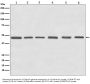 Anti-Tubulin gamma Rabbit Monoclonal Antibody