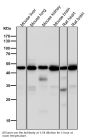 Anti-Tubulin gamma Rabbit Monoclonal Antibody