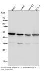 Anti-Tubulin gamma Rabbit Monoclonal Antibody