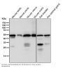 Anti-Tubulin gamma Rabbit Monoclonal Antibody