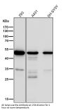 Anti-Tubulin gamma Rabbit Monoclonal Antibody