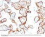 Anti-Thymidine Phosphorylase / PD-ECGF (Angiogenesis Marker) Monoclonal Antibody
