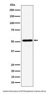 Anti-NPY5R Rabbit Monoclonal Antibody