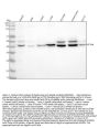 Anti-Atg4A Monoclonal Antibody