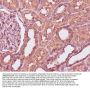 Anti-Calmodulin Rabbit Monoclonal Antibody