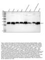 Anti-Calmodulin Rabbit Monoclonal Antibody