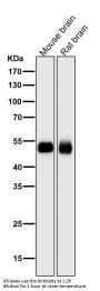 Anti-PI 3 Kinase p55 gamma PIK3R3 Rabbit Monoclonal Antibody