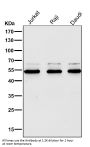 Anti-PI 3 Kinase p55 gamma PIK3R3 Rabbit Monoclonal Antibody