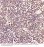 Anti-PI 3 Kinase p55 gamma PIK3R3 Rabbit Monoclonal Antibody