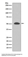 Anti-PI 3 Kinase p55 gamma PIK3R3 Rabbit Monoclonal Antibody