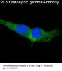 Anti-PI 3 Kinase p55 gamma PIK3R3 Rabbit Monoclonal Antibody