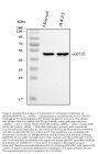 Anti-Cytokeratin 15 Rabbit Monoclonal Antibody